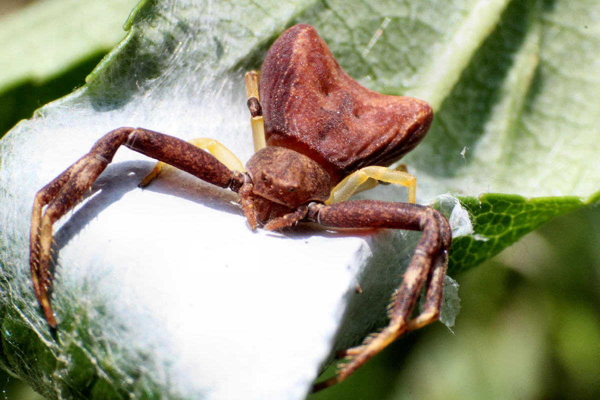 Pistius truncatus - Lesmo (MB)